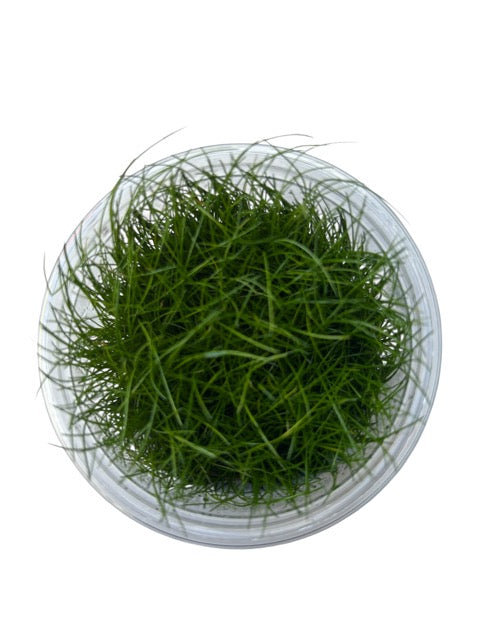 Tissue Culture Cup Eleocharis Acicularis ‘mini’