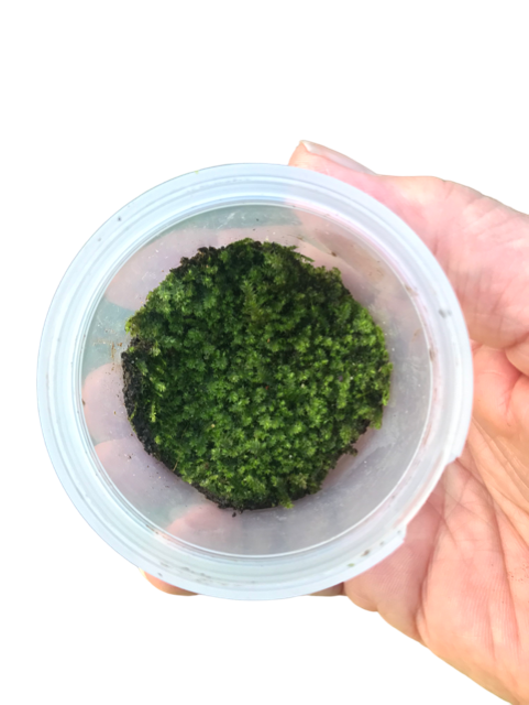 **SPECIAL** Plagiomnium Moss “Terrarium moss” tub