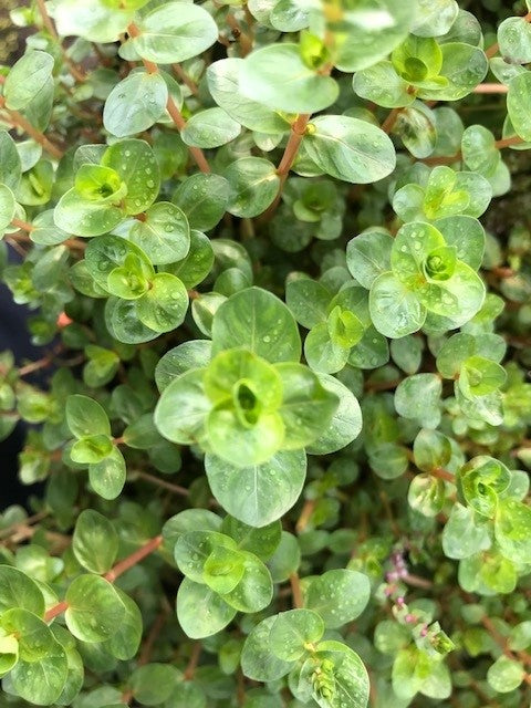 Rotala species green