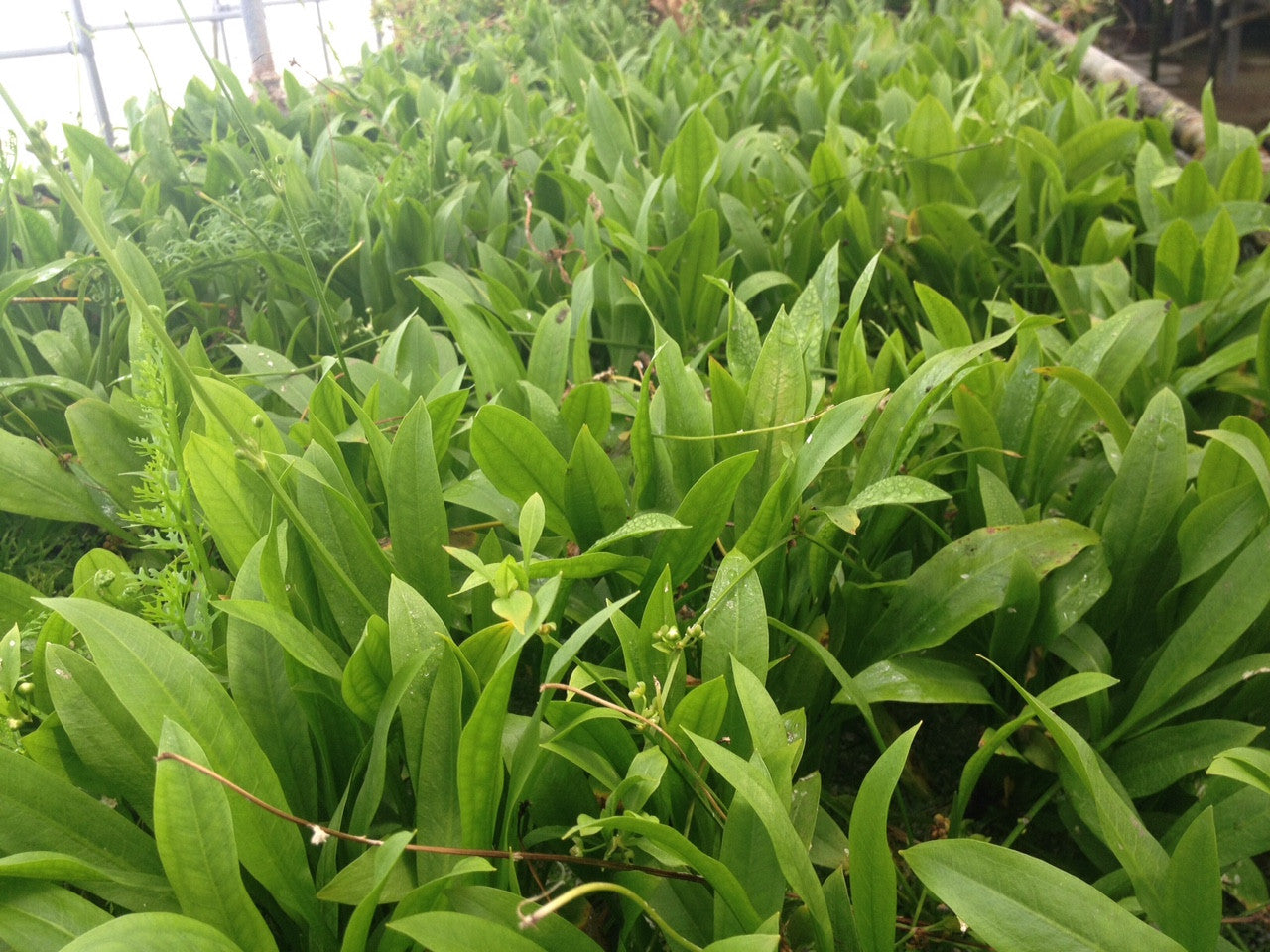 Echinodorus amazonica "Amazon sword"
