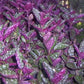 Hemigraphis exotica