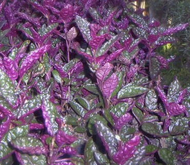 Hemigraphis exotica