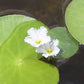 Nymphoides aquatica (Banana Lily)