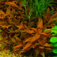 Alternanthera reineckii Red Alt