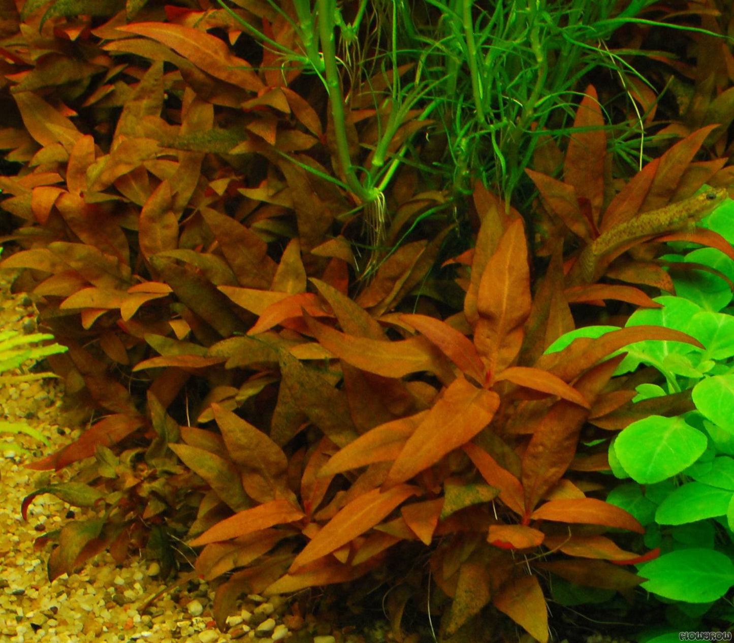 Alternanthera reineckii Red Alt