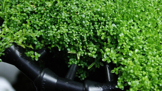 Hemianthus callitrichoides "HC"