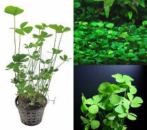 Marsilea hirsuta