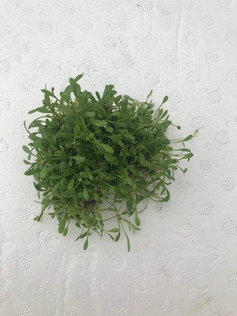 Glossostigma elatinoides