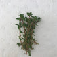 Rotala indica bonsai