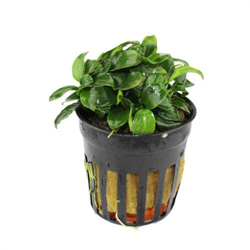 Anubias nana
