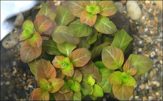 Ludwigia ovalis