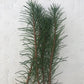 Myriophyllum papillosum (Milfoil) red