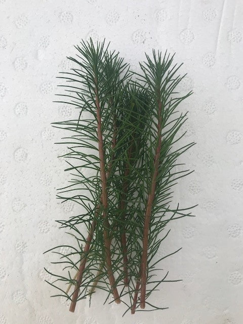 Myriophyllum papillosum (Milfoil) red