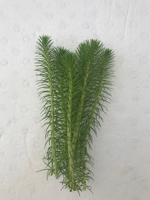 Myriophyllum crispatum  Green Milfoil