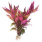 Alternanthera reineckii Red Alt