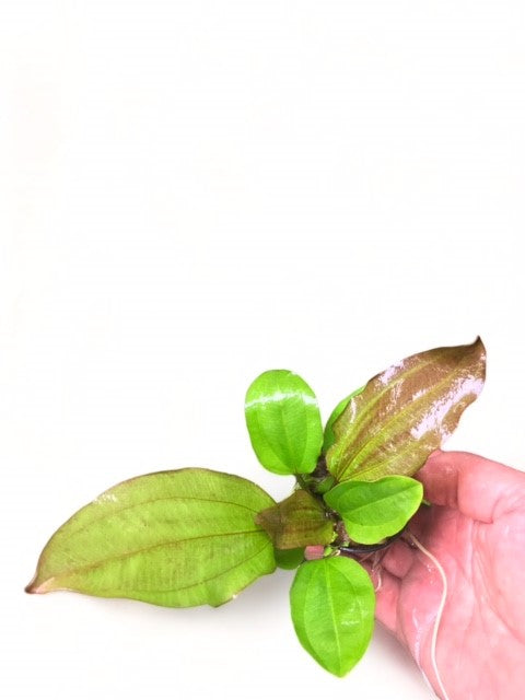 Echinodorus sp. "AC Sunrise"