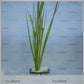 Acorus variegatus variegated rush