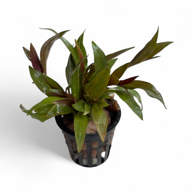 Alternanthera reineckii "mini"