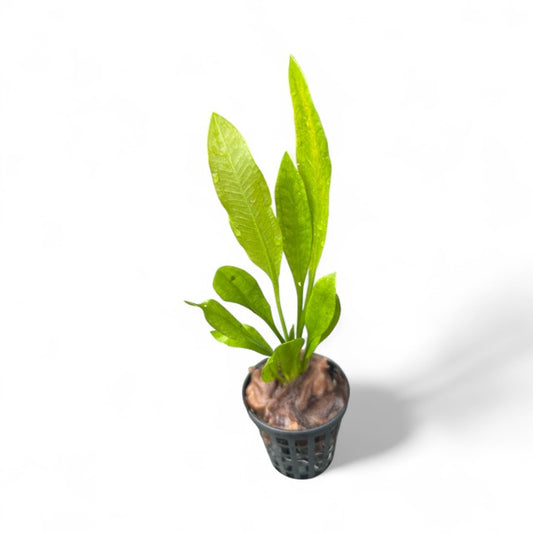 Echinodorus amazonica "Amazon sword"