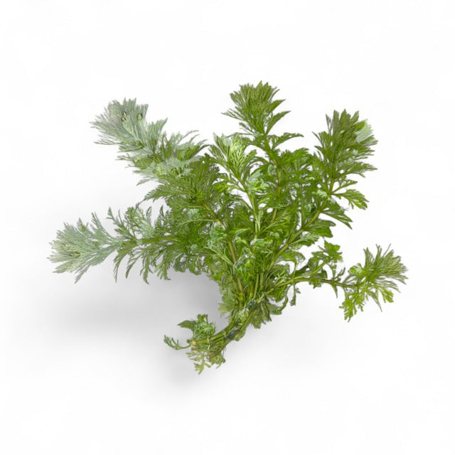 Ambulia limnophilia sessiliflora