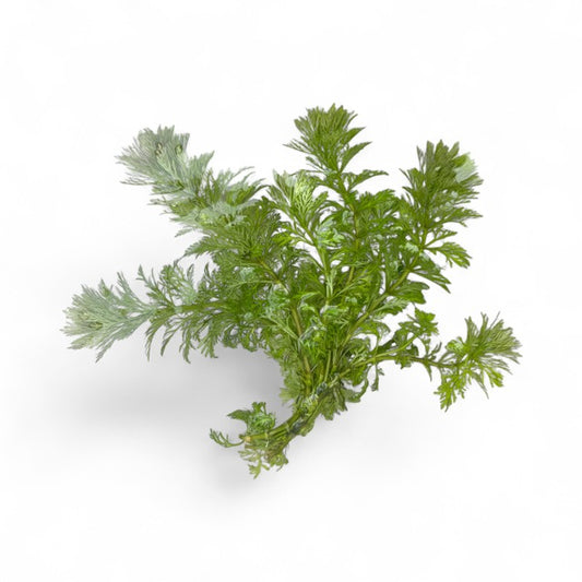 Ambulia limnophilia sessiliflora