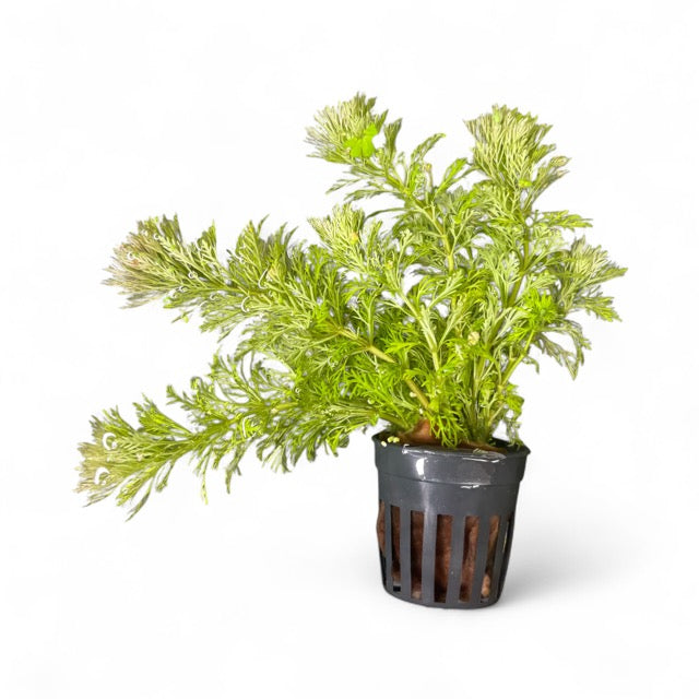 Ambulia limnophilia sessiliflora