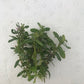 Ammania gracilis ‘Rose Leaf’
