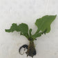 Ceratopteris pteridoides antler fern