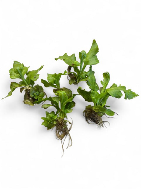Ceratopteris pteridoides antler fern x 5 Buy