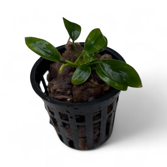 Anubias Nana Petite small plant