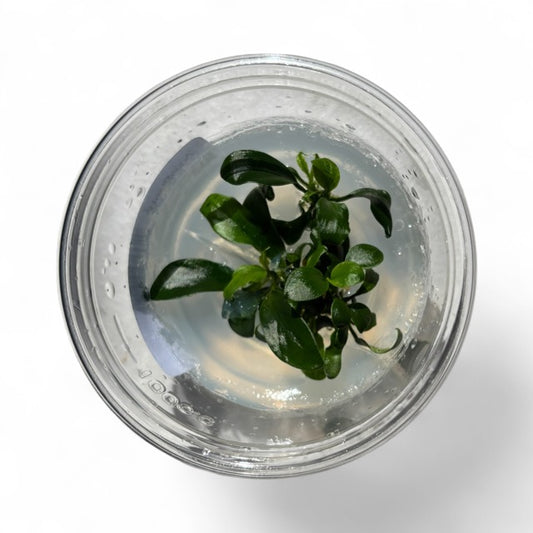 Tissue Culture Cup Anubias nana petite