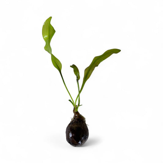 Aponogeton ulvaceus (bulb)