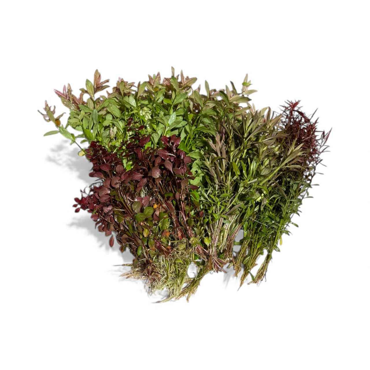 **SPECIAL** 5 each of Arcuata, Pink Poly, Reg Poly, Aromatica and Super Mini Red