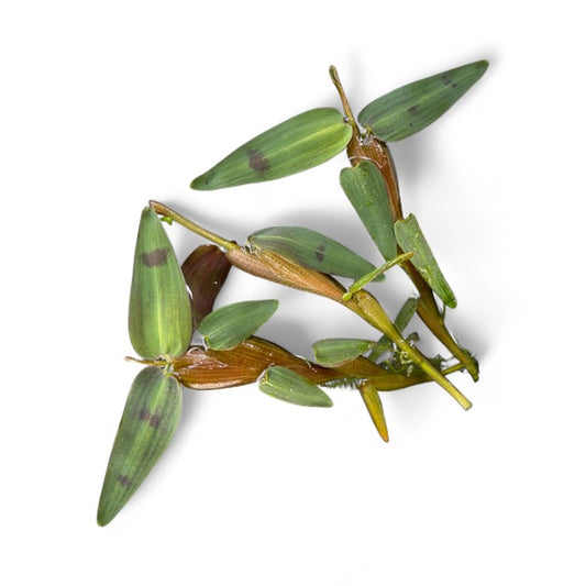 Hygroryza aristate (floating plant)