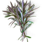 Aromatica limnophilia