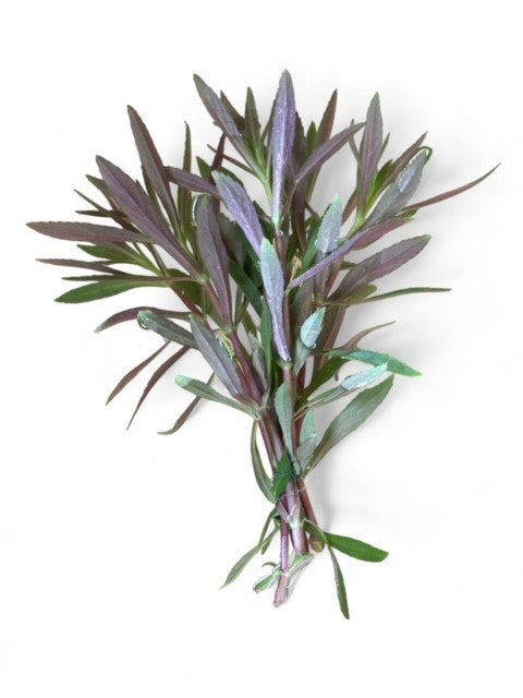 Aromatica limnophilia