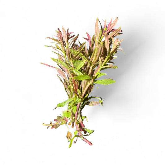 Limnophilia aromatica