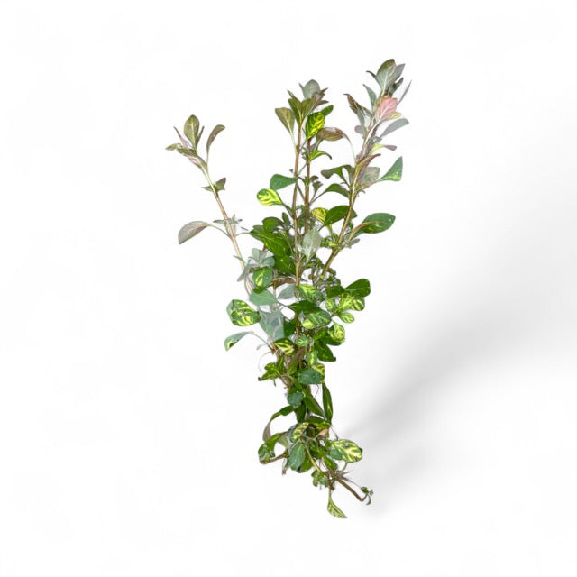 Ludwigia Atlantis “dark orange”