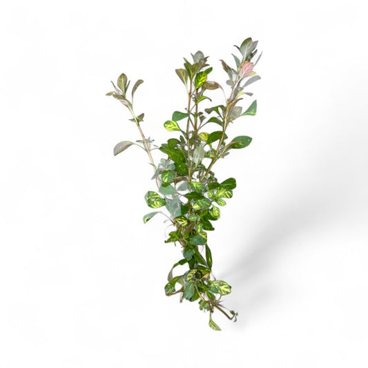 Ludwigia Atlantis “dark orange”