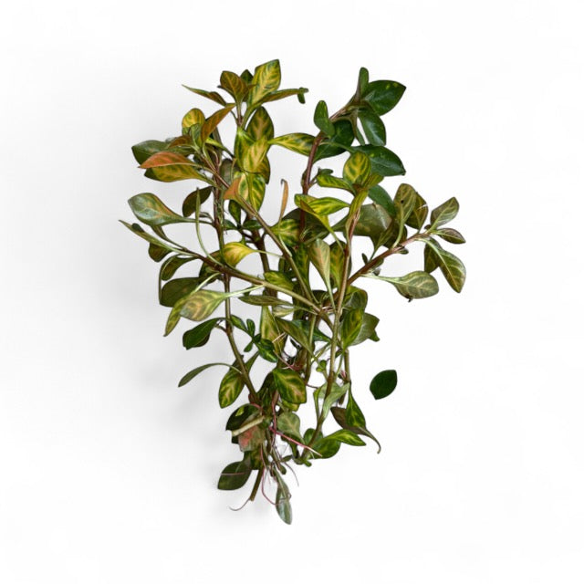 Ludwigia Atlantis “dark orange”