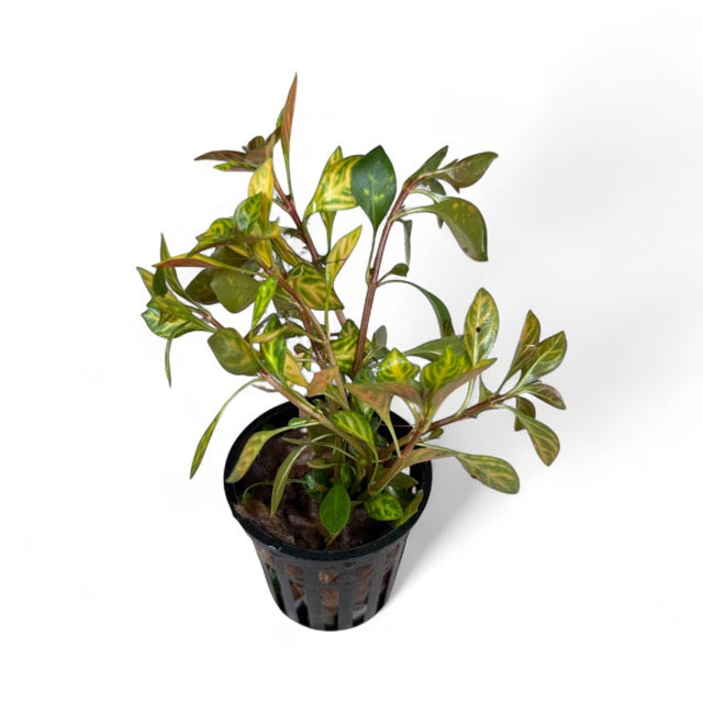 Ludwigia Atlantis “dark orange”