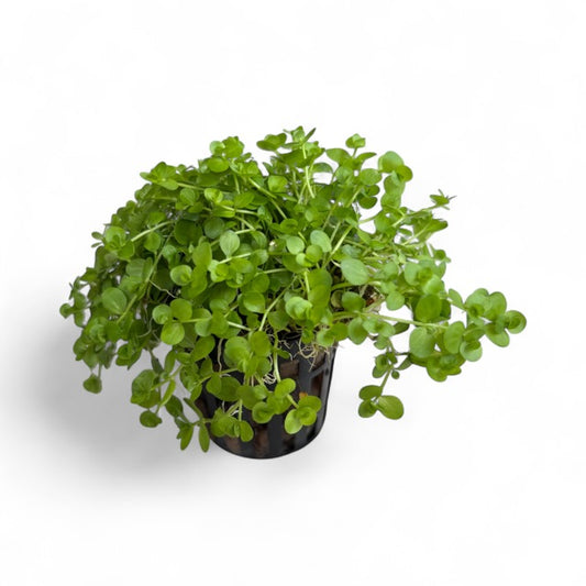 Hemianthus umbrosum "Baby Tears Broad"