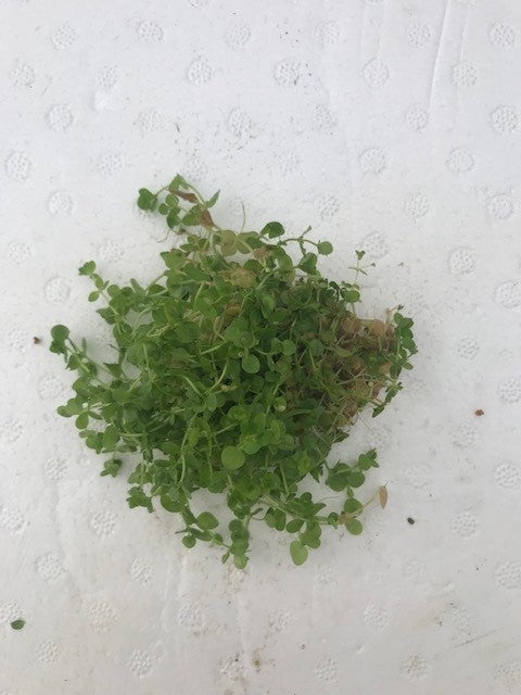 Hemianthus umbrosum Baby Tears Broad