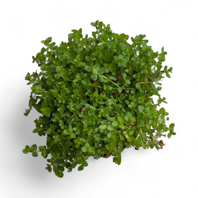 Hemianthus micranthemoides "baby tears narrow"