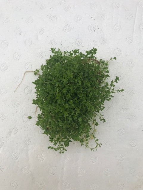 Hemianthus micranthemoides "baby tears narrow"