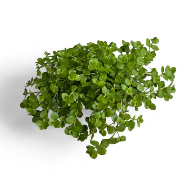 Hemianthus umbrosum "Baby Tears Broad"