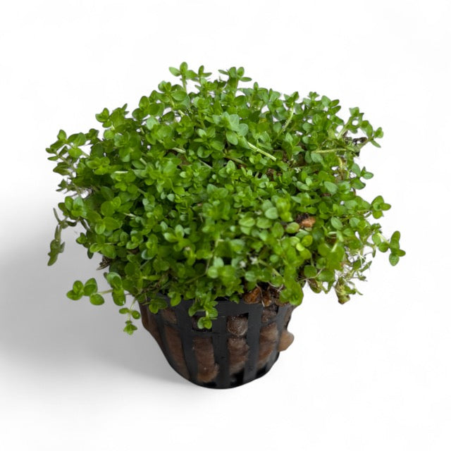 Hemianthus micranthemoides "baby tears narrow"