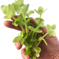 Bacopa caroliniana