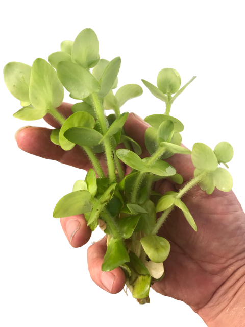 Bacopa caroliniana