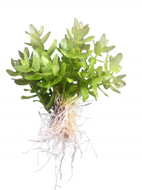 Bacopa sp japan medium serpyllifolia